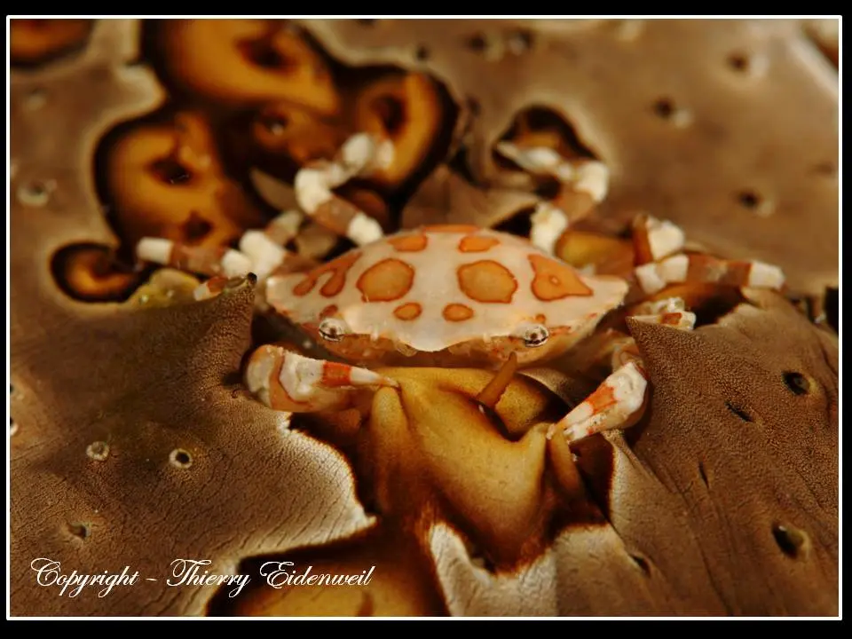 Anilao Macro Dive Media Highlight